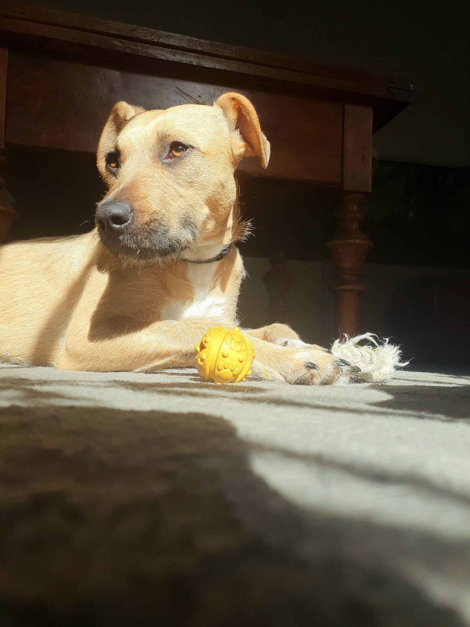 Individuelles Hundetraining